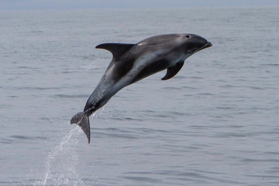 Hólmavík: Whale Watching Tour - Key points to know before booking
