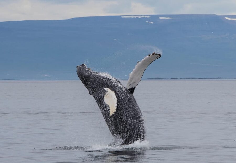 Hólmavík: Whale Watching Tour - Why Hólmavík is a smart place to watch whales