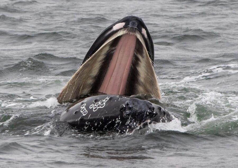 Hólmavík: Whale Watching Tour - How the small-boat setting affects your day