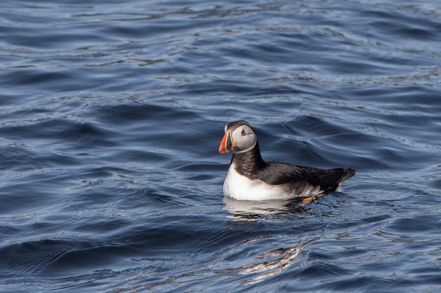 Hólmavík: Whale Watching Tour - Is the $101 price fair?