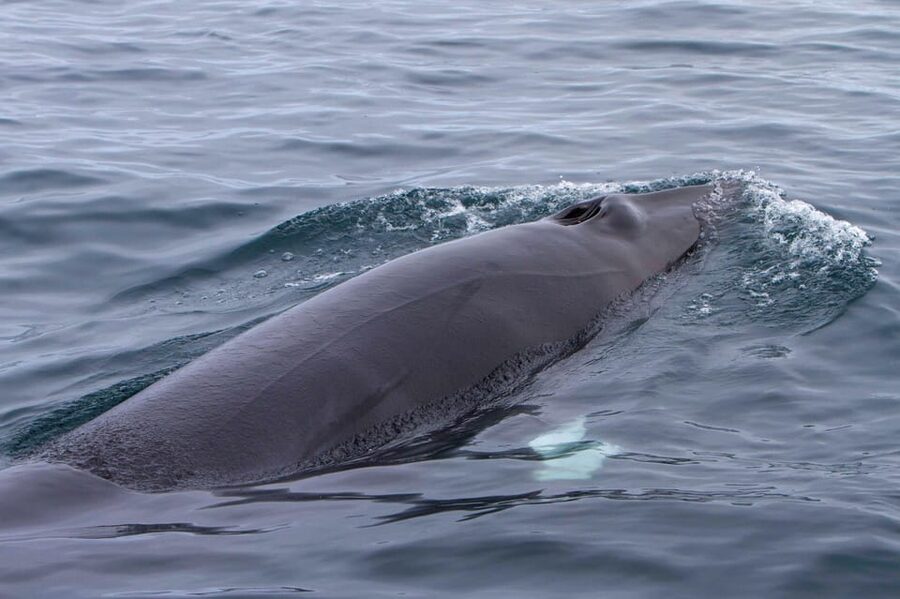 Hólmavík: Whale Watching Tour - Who will enjoy this tour most