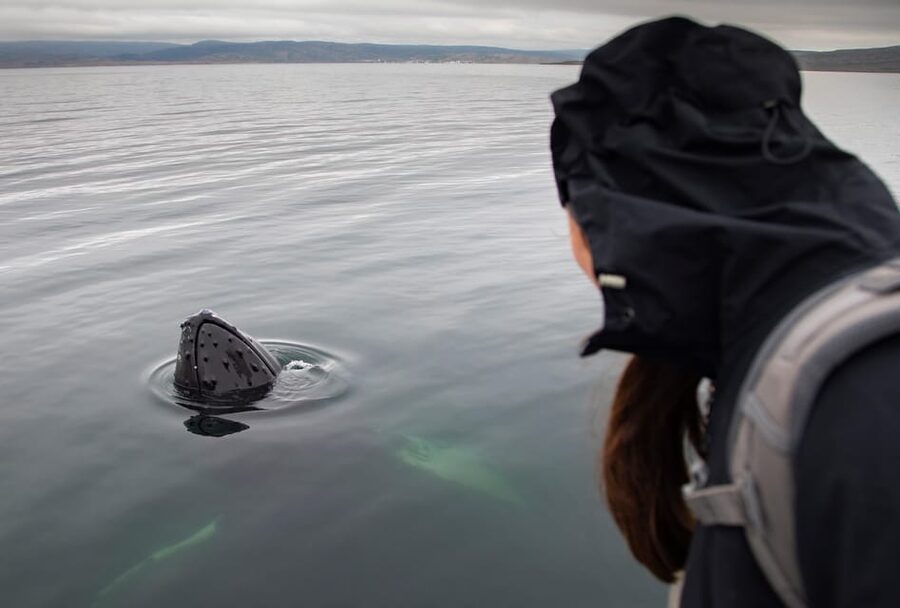 Hólmavík: Whale Watching Tour - Puffins from June through early August
