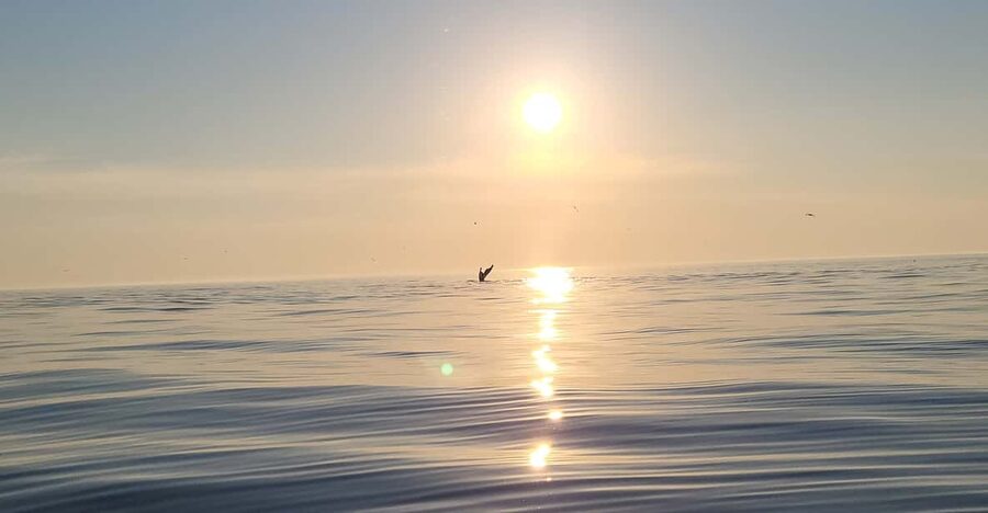 Honningsvåg: North Cape King Crab & Arctic Wildlife Safari - Key points to know before you book