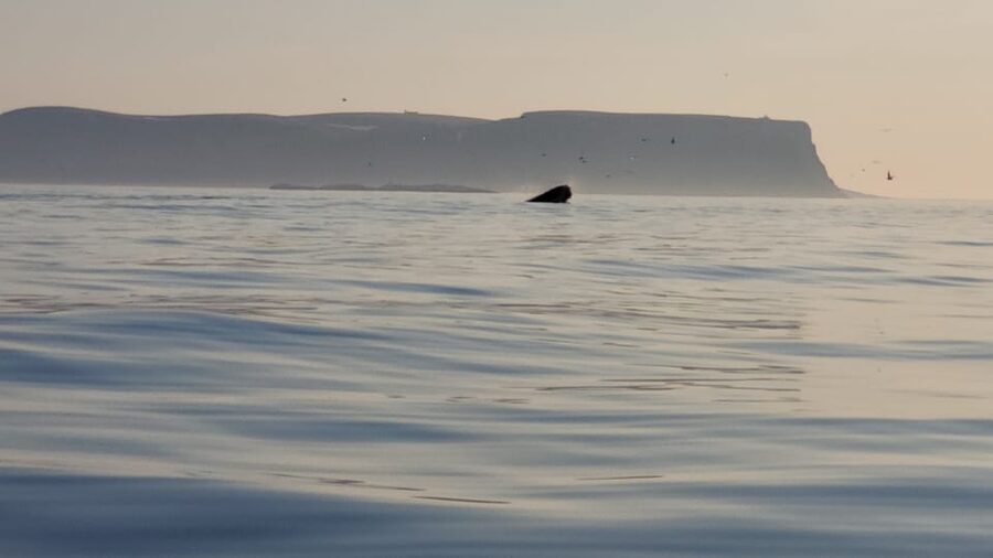 Honningsvåg: North Cape King Crab & Arctic Wildlife Safari - Booking details that matter