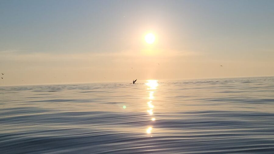 Honningsvåg: North Cape King Crab & Arctic Wildlife Safari - Wildlife watching along Magerøya