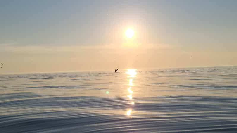Honningsvåg: North Cape King Crab & Arctic Wildlife Safari - Who should book this experience?