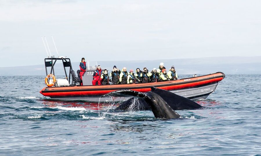 Húsavík: Big Whales and Puffin Island Speedboat Tour - Key points before you book