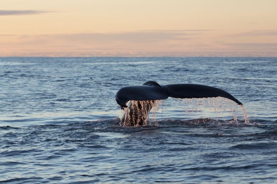 Húsavík: Big Whales and Puffin Island Speedboat Tour - Who should book this tour?