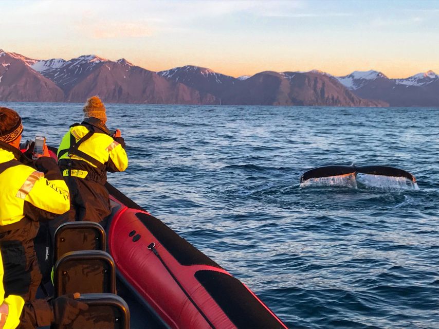 Húsavík: Big Whales and Puffin Island Speedboat Tour - Why the RIB boat changes the whale-watching experience
