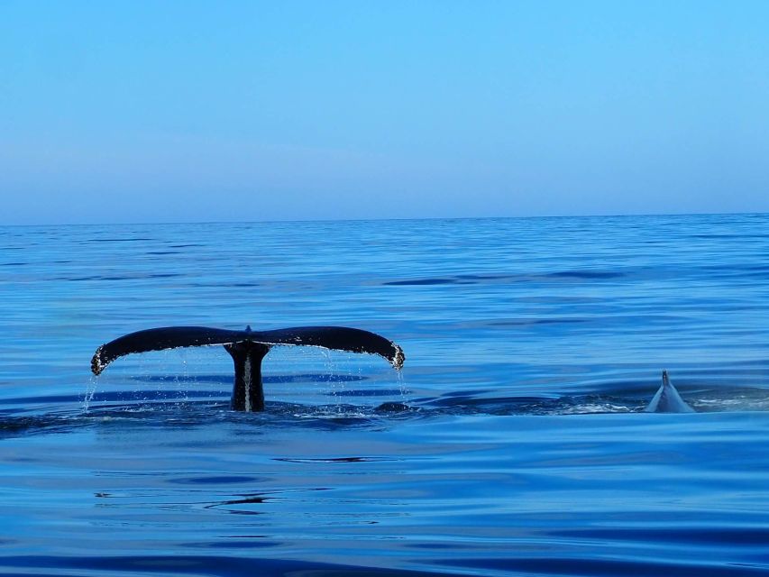 Húsavík: Big Whales and Puffin Island Speedboat Tour - Lundey Island and the puffin season