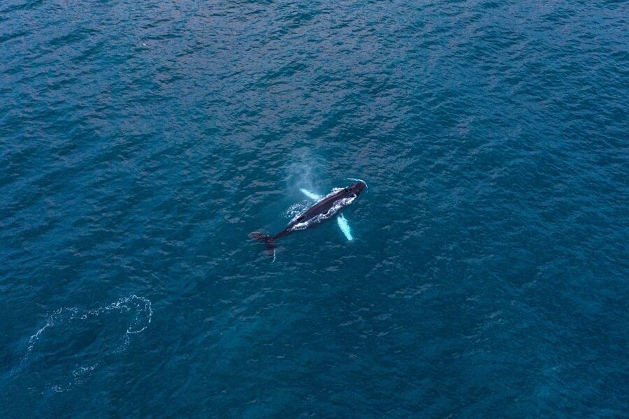 Húsavík: Big Whales and Puffin Island Speedboat Tour - Searching Skjálfandi Bay for whales and dolphins