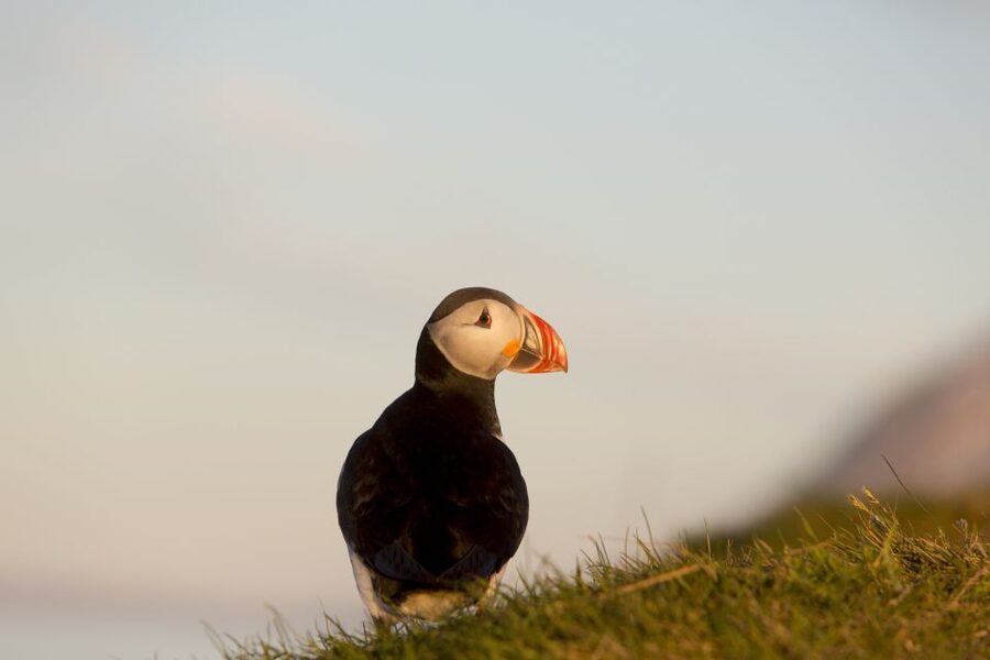 Húsavík: Big Whales and Puffin Island Speedboat Tour - Tjörnes Peninsula and the scenery along the route