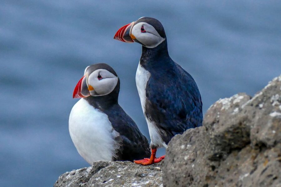 Húsavík: Big Whales and Puffin Island Speedboat Tour - What the two-hour ride feels like