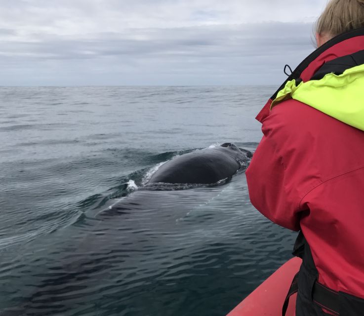 Húsavík: Big Whales and Puffin Island Speedboat Tour - The guides and the value of a small crew