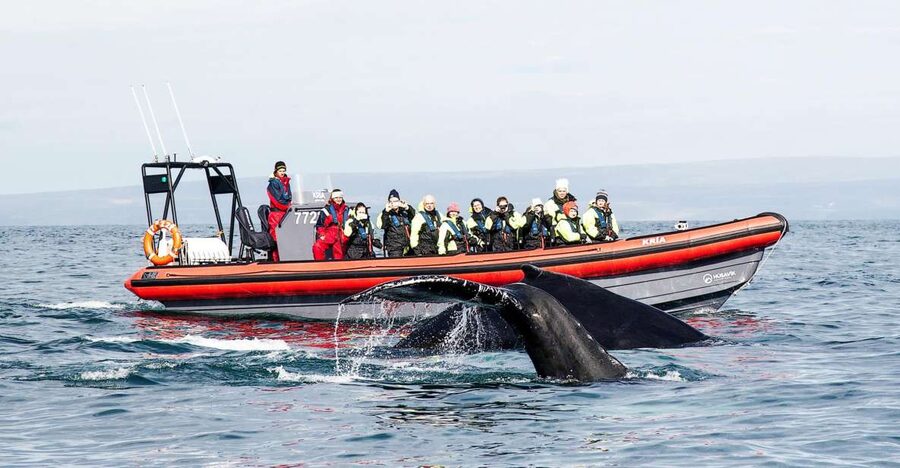 Húsavík: Big Whales and Puffin Island Speedboat Tour - Leaving Húsavík and getting ready for the bay