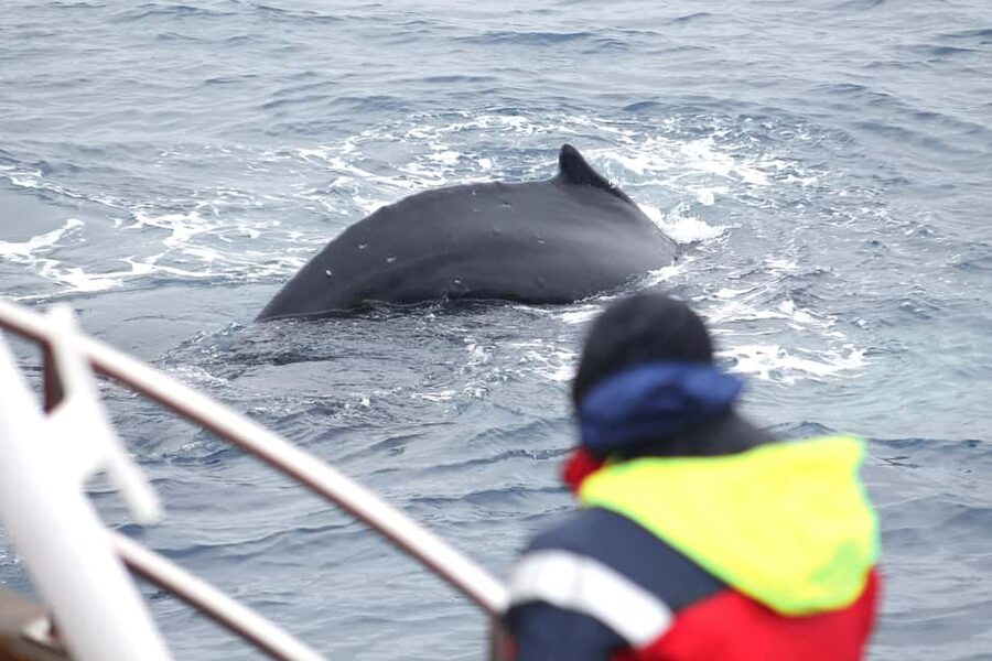 Húsavík: Family-Run and Guided Whale Watching Tour - The three-hour route through Skjálfandi Bay