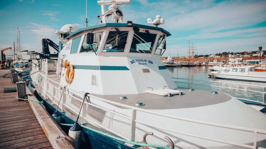 Húsavík: Family-Run and Guided Whale Watching Tour - What you may see from the boat