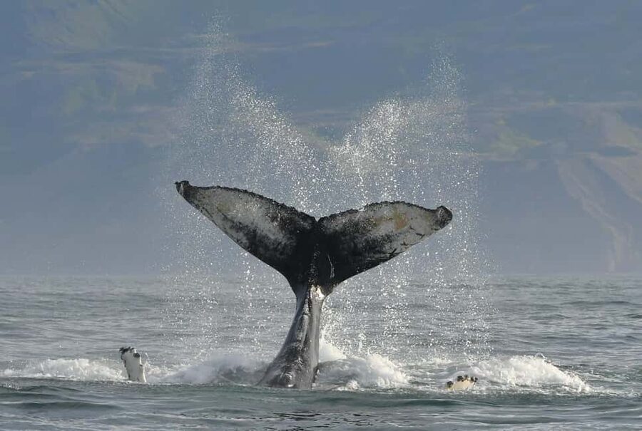 Húsavík: Family-Run and Guided Whale Watching Tour - A responsible distance from the whales