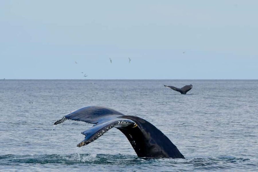 Húsavík: Family-Run and Guided Whale Watching Tour - Timing, meeting point, and practical details