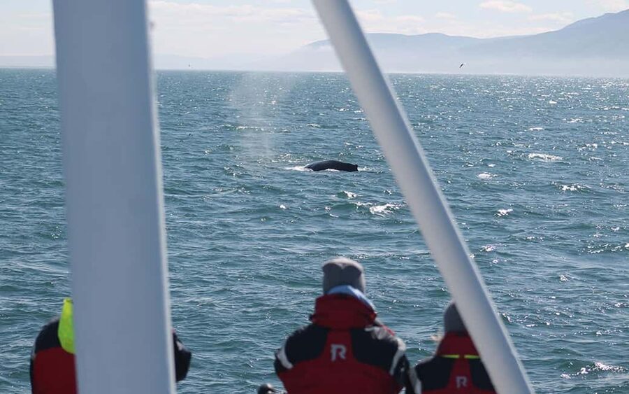 Húsavík: Family-Run and Guided Whale Watching Tour - Sailing aboard Moby Dick