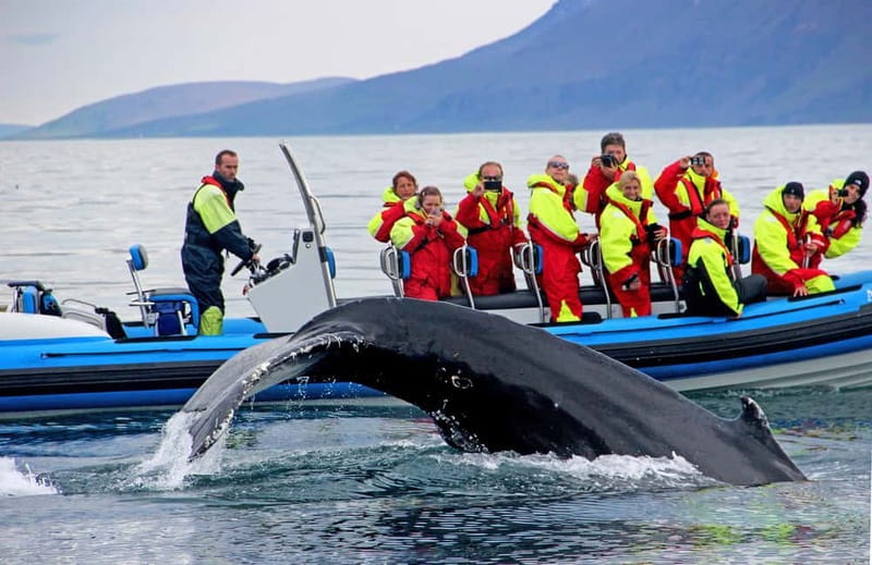 Húsavík: Original Big Whale Safari & Puffins by Speedboat - Key points to know before you book