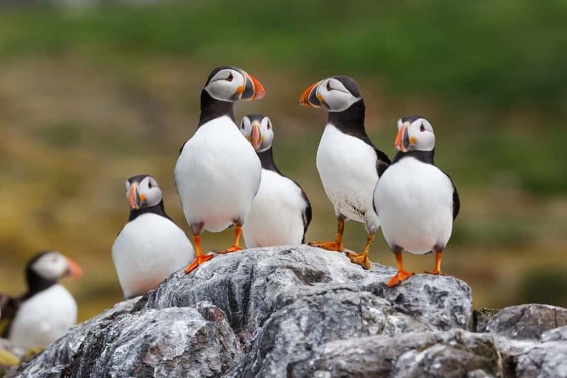 Húsavík: Original Big Whale Safari & Puffins by Speedboat - Should you book the Gentle Giants RIB safari?