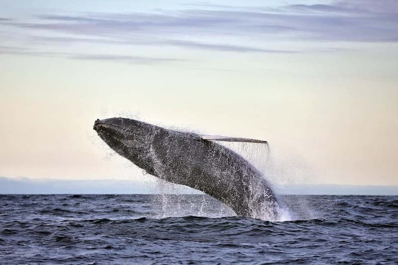 Húsavík: Original Big Whale Safari & Puffins by Speedboat - Why this Húsavík RIB trip feels different