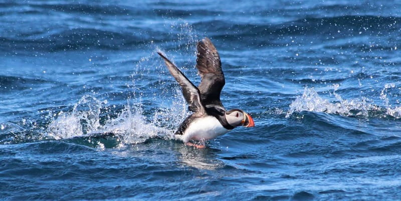 Húsavík: Original Big Whale Safari & Puffins by Speedboat - Searching Skjálfandi Bay for whales and dolphins