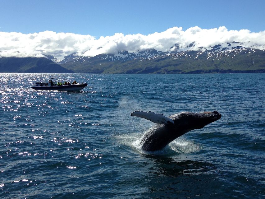 Húsavík: Original Big Whale Safari & Puffins by Speedboat - How the guides shape the experience