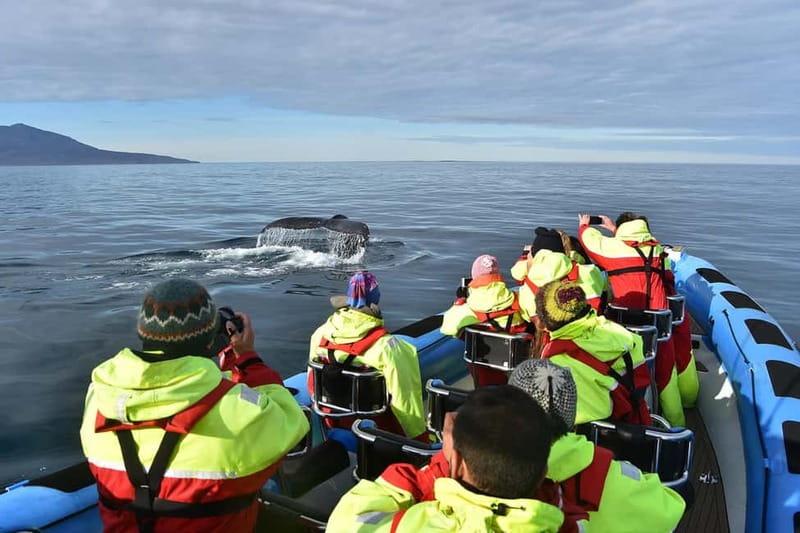 Húsavík: Original Big Whale Safari & Puffins by Speedboat - Practical booking advice for different visitors