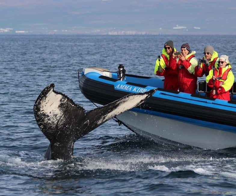 Húsavík: Original Big Whale Safari & Puffins by Speedboat - Starting at the Gentle Giants ticket center