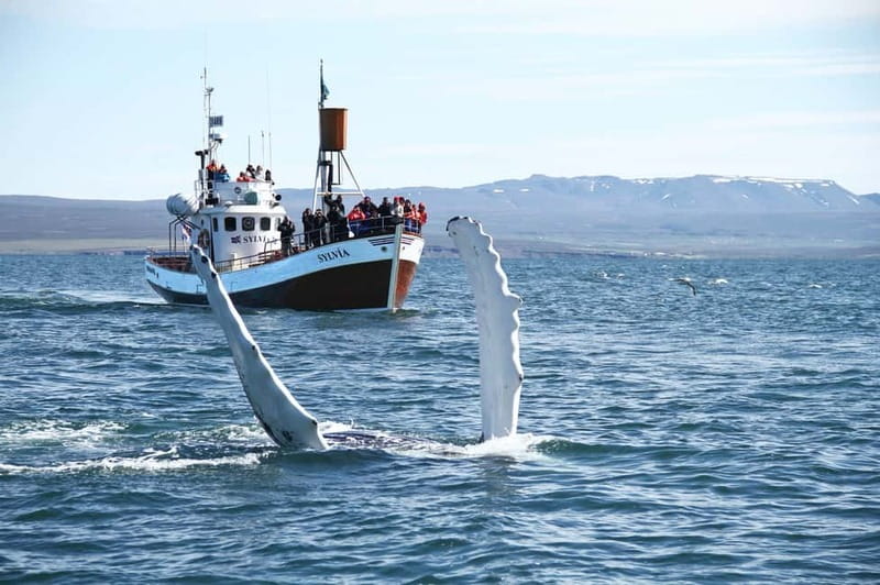 Húsavík: Traditional Whale Watching by Local Family Company - Starting beside the blue flags in central Húsavík