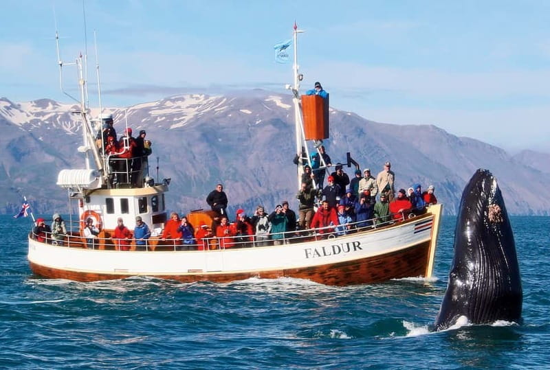 Húsavík: Traditional Whale Watching by Local Family Company - Who should choose this Húsavík whale watch?