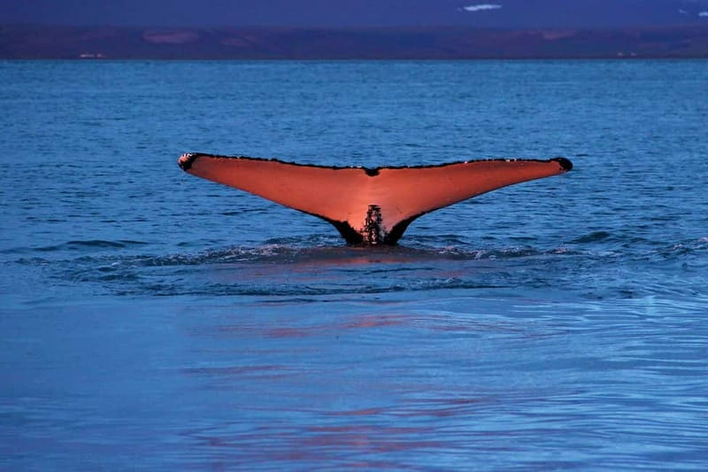 Húsavík: Traditional Whale Watching by Local Family Company - Why the oak boat changes the mood