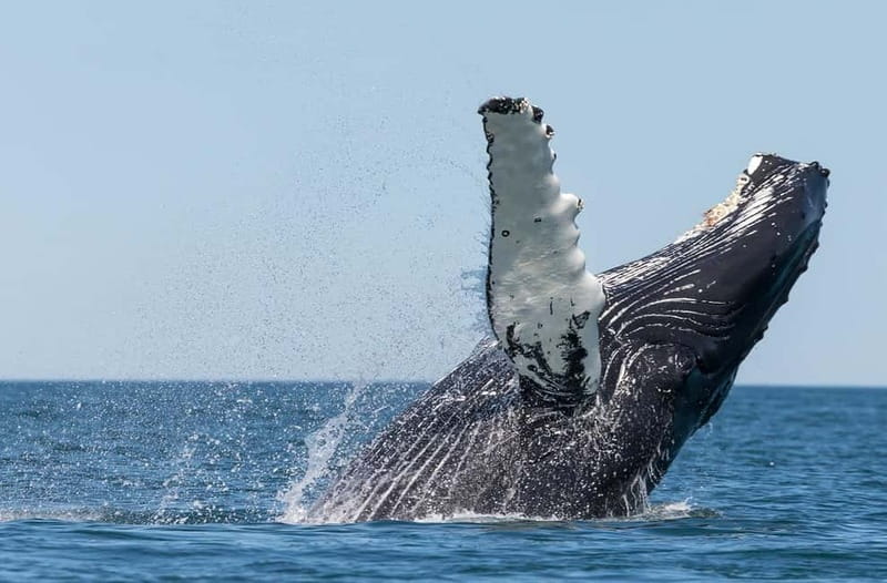 Húsavík: Traditional Whale Watching by Local Family Company - The whales you might see