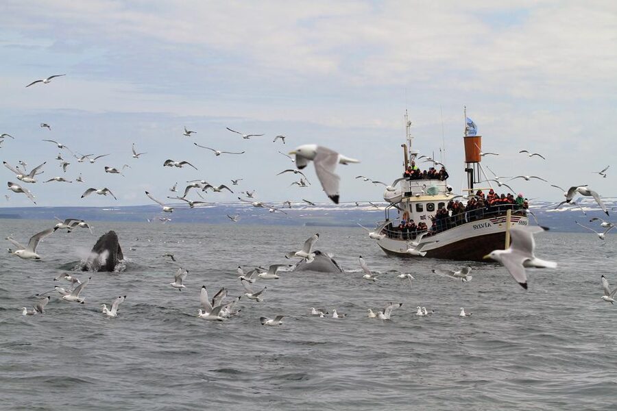 Húsavík: Traditional Whale Watching by Local Family Company - Puffins, dolphins, and the smaller moments