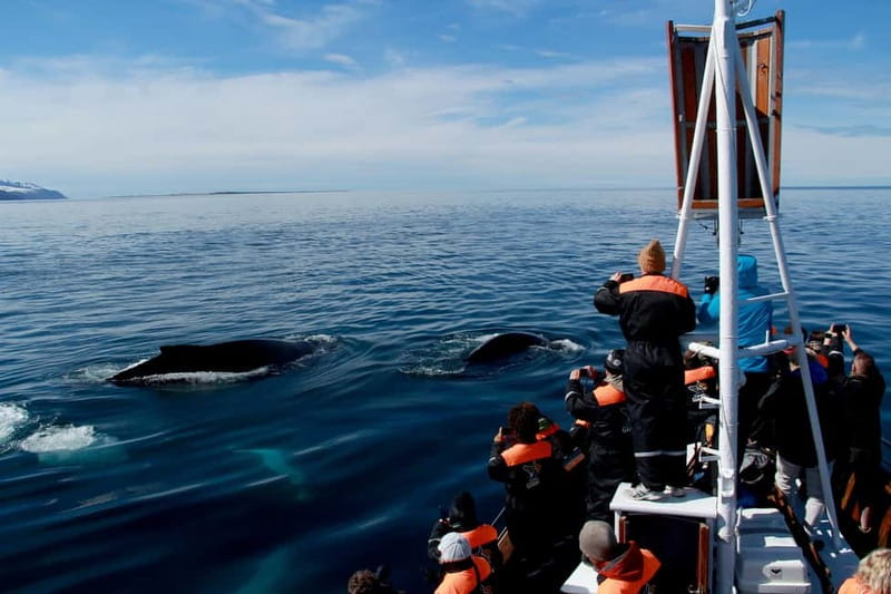 Húsavík: Traditional Whale Watching by Local Family Company - Cold air, rolling seas, and the supplied gear
