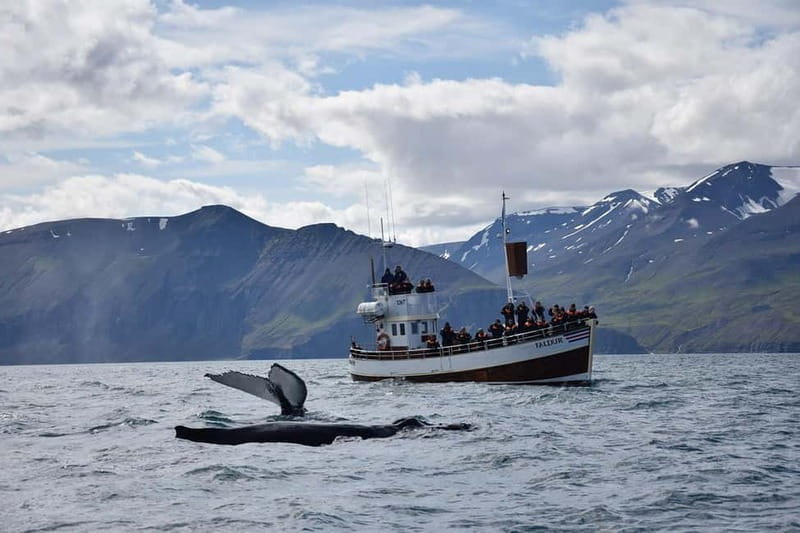 Húsavík: Traditional Whale Watching by Local Family Company - Guides who make the waiting worthwhile