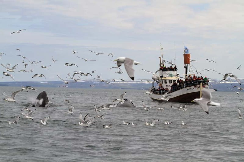 Húsavík: Traditional Whale Watching by Local Family Company - What the return to Húsavík adds