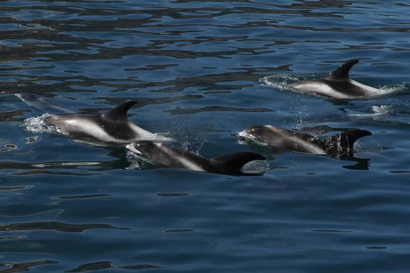Húsavík: Traditional Whale Watching by Local Family Company - Is $91 a fair price?