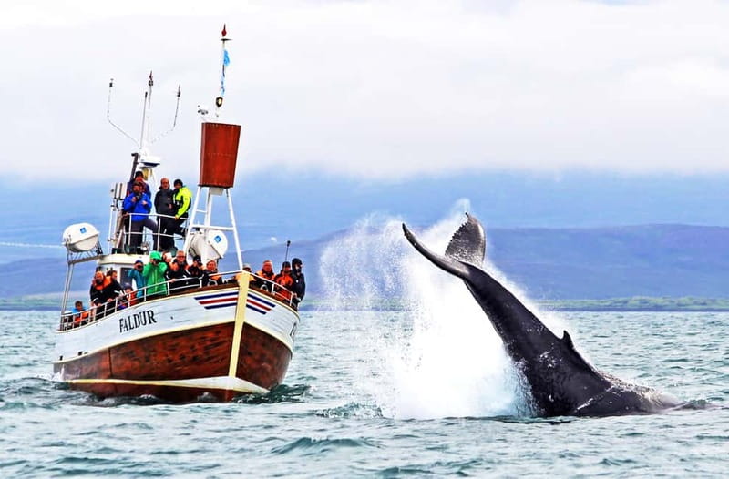 Húsavík: Traditional Whale Watching by Local Family Company - Three hours in Skjálfandi Bay