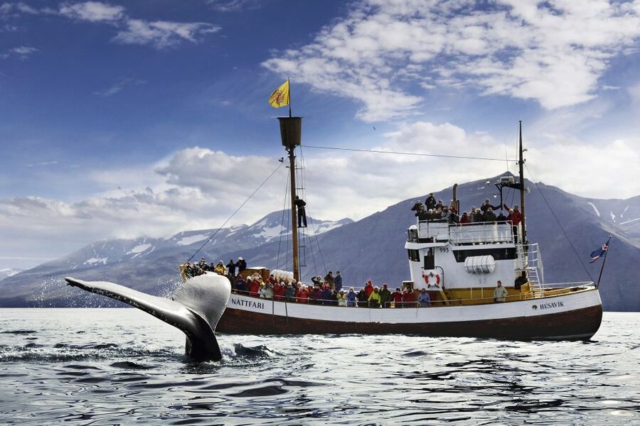 Húsavík: Whale-Watching Cruise and Puffins Guided Tour - Key points to know before you book