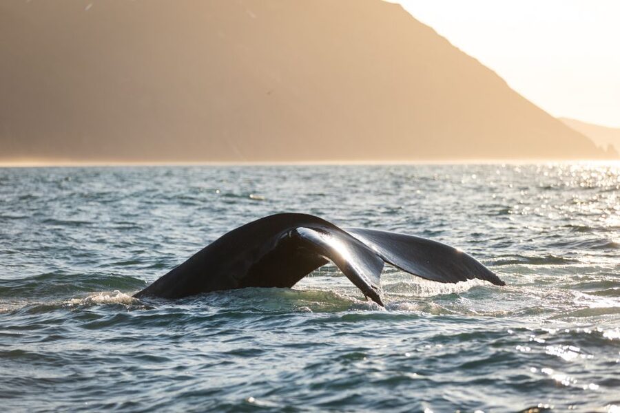 Húsavík: Whale-Watching Cruise and Puffins Guided Tour - Should you book the Húsavík whale and puffin cruise?