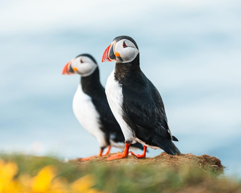 Húsavík: Whale-Watching Cruise and Puffins Guided Tour - Sailing out of Húsavík on an old wooden boat