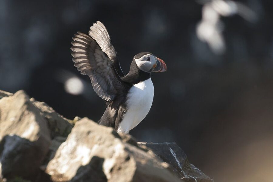 Húsavík: Whale-Watching Cruise and Puffins Guided Tour - Puffin Island and the limits of close-up viewing