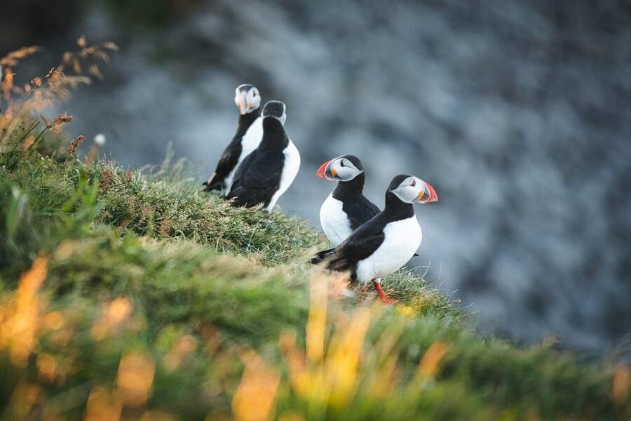 Húsavík: Whale-Watching Cruise and Puffins Guided Tour - What the guide adds between sightings