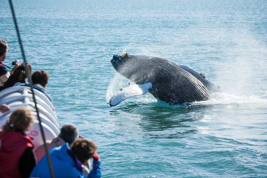 Húsavík: Whale-Watching Cruise and Puffins Guided Tour - Hot chocolate, cinnamon buns, and the ride home