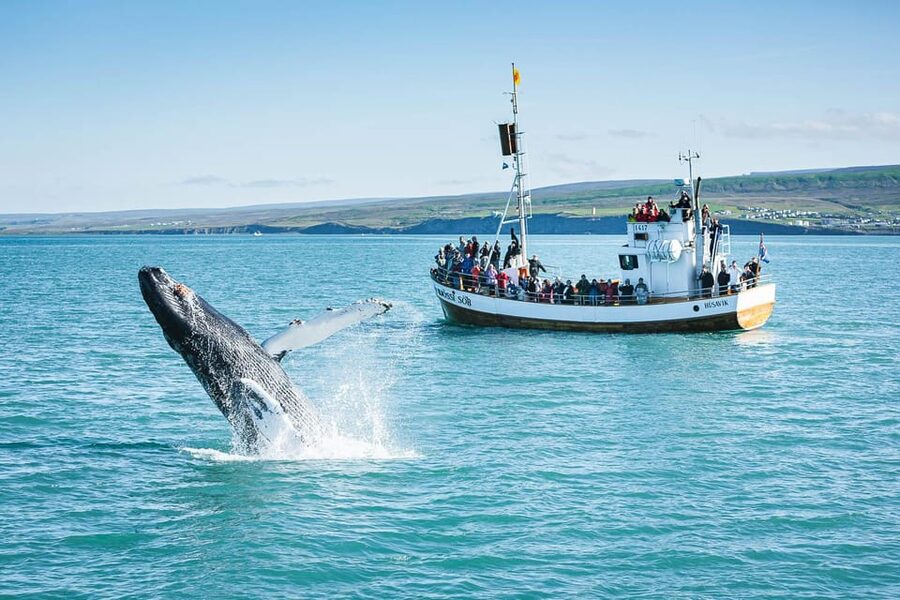 Húsavík: Whale-Watching Cruise and Puffins Guided Tour - Is $135 a fair price?