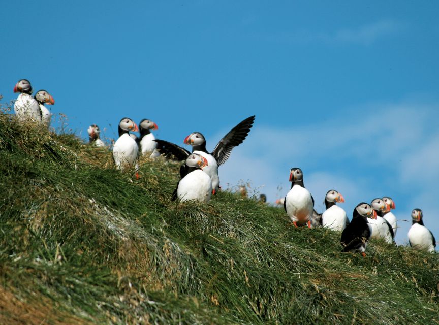 Húsavík: Whale-Watching Cruise and Puffins Guided Tour - Practical advice for a better day on the bay