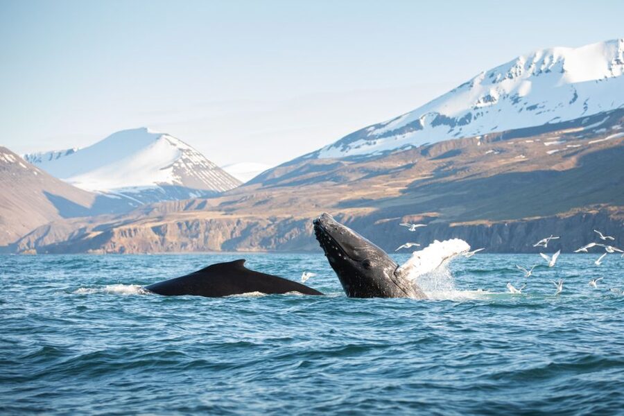 Húsavík: Whale-Watching Cruise and Puffins Guided Tour - The first search for whales in Skjálfandi Bay